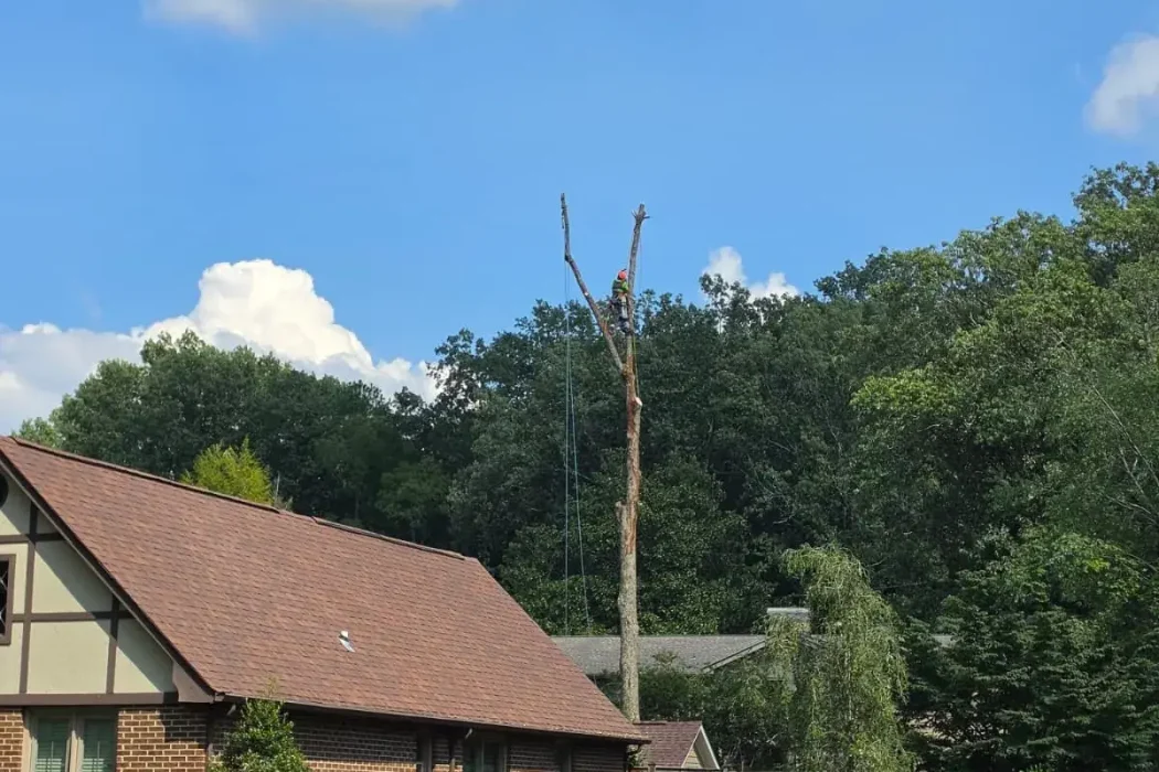 JR Tree Services 28-09 (1)